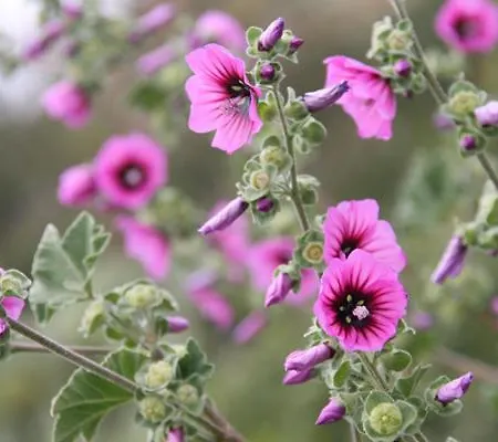 Casa Pineta 펜션 프로키오