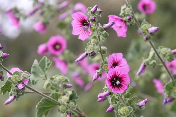 Casa Pineta 度假居 普罗基奥