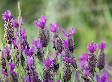 Casa Pineta Casa de Férias