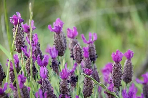 Casa Pineta Holiday home